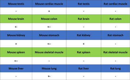 Nestin Recombinant Rabbit mAb (S-3890-61)