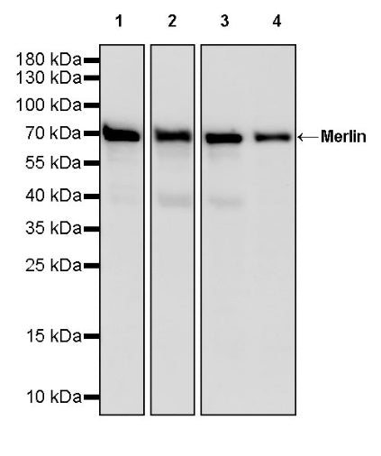 Merlin Recombinant Rabbit mAb (S-2331-22)