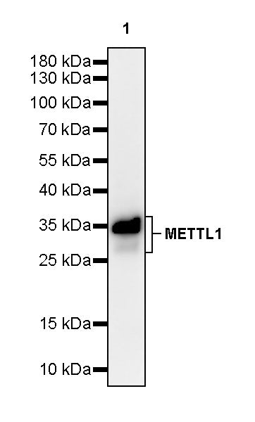 METTL1 Recombinant Rabbit mAb (S-4435-6)