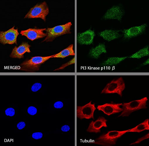 PI3 Kinase p110β Recombinant Rabbit mAb (S-1193-115)