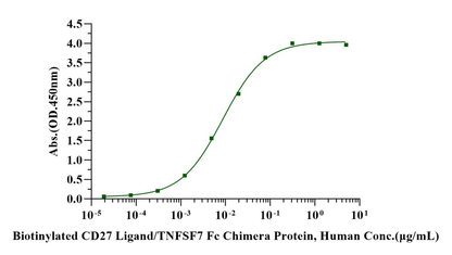 CD27/TNFRSF7 Fc Chimera Protein, Human