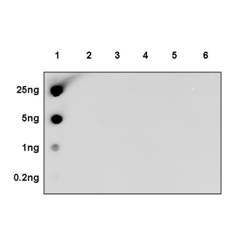 Histone H4 (acetyl K5 + K8 + K12 + K16) Recombinant Rabbit mAb (S-902-37)