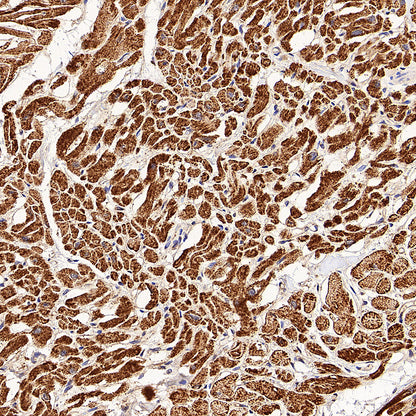 GOT2 Recombinant Rabbit mAb