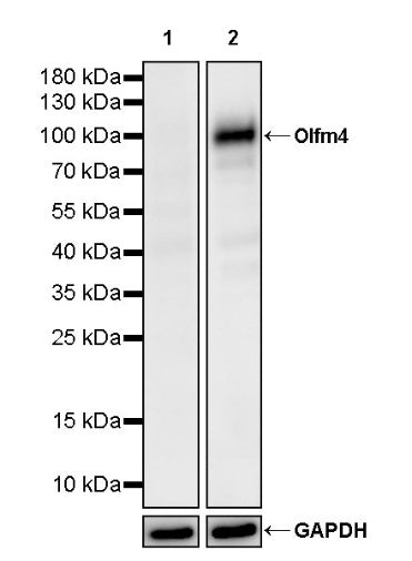 Olfm4 Recombinant Rabbit mAb (S-2748-67)
