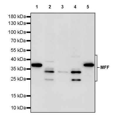 MFF Recombinant Rabbit mAb (S-2330-28)