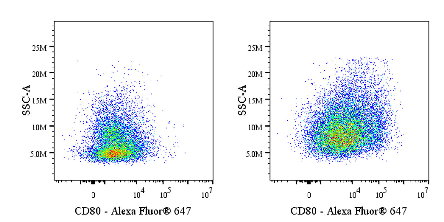 Invivo anti-Mouse CD80 (B7-1) Recombinant mAb