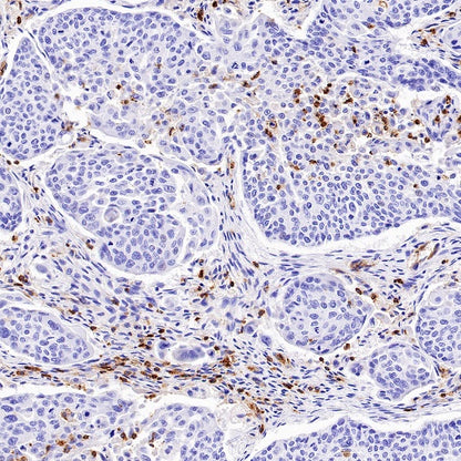 CD50 Rabbit Polyclonal Antibody