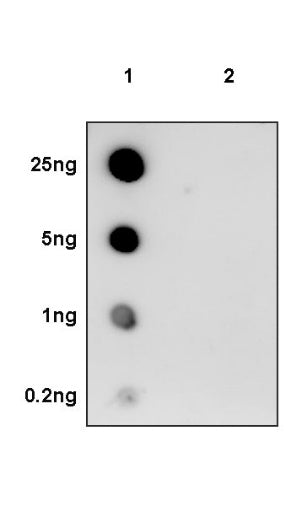 Phospho-PDHA1 (S293) Recombinant Rabbit mAb (S-1729-25)