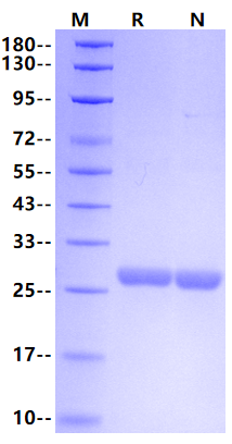 Apolipoprotein A-I/Apo-A1 His Tag Protein, Human