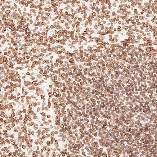 S-RMab®Lamin B2 Recombinant Rabbit mAb (S-951-70)