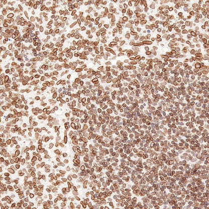 S-RMab®Lamin B2 Recombinant Rabbit mAb (S-951-70)
