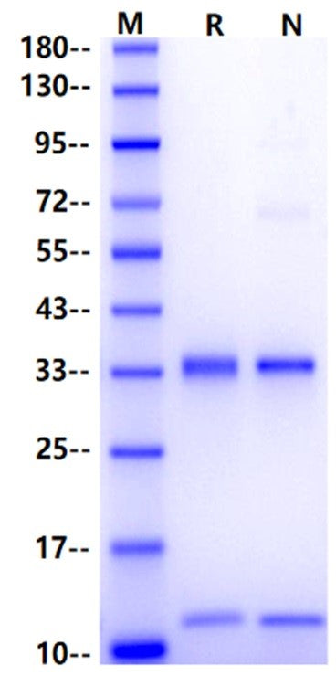 FcRn His Tag Protein, Cynomolgus
