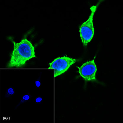 β-actin Recombinant Rabbit mAb (Alexa Fluor® 488 Conjugate) (SDT-R015)