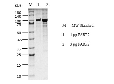 PARP2, GST Tag Protein