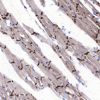N-Cadherin Recombinant Rabbit mAb (SDT-329-12)