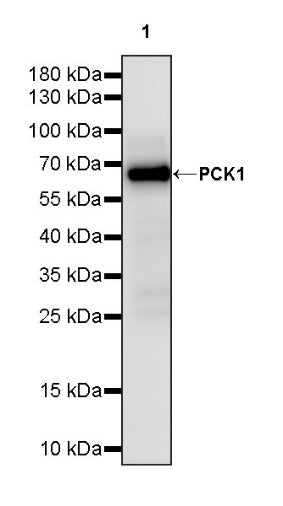 PCK1 Recombinant Rabbit mAb (S-2350-30)