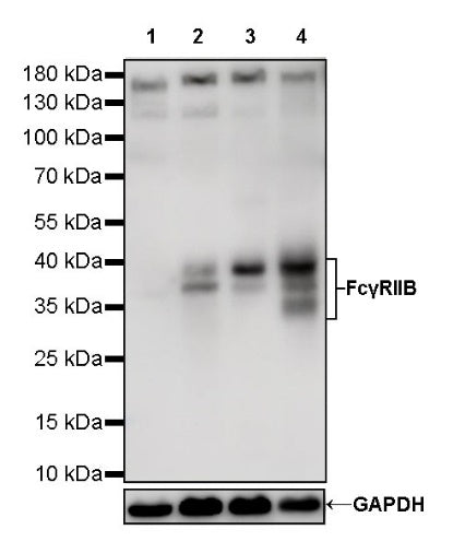FcγRIIB Recombinant Rabbit mAb (S-R335)