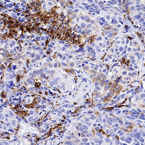 HLA-DRA Rabbit Polyclonal Antibody