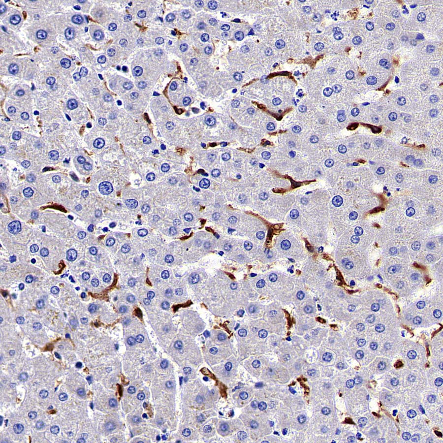 HO-1 Rabbit Polyclonal Antibody