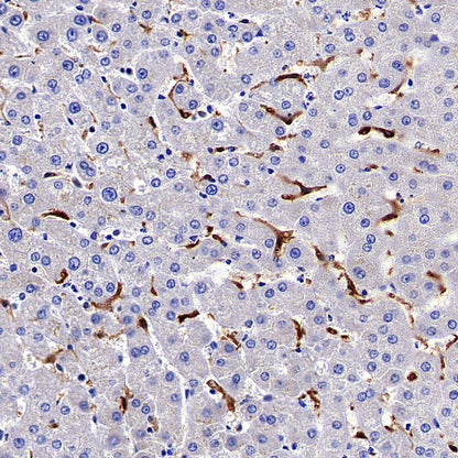 HO-1 Rabbit Polyclonal Antibody