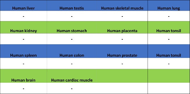 TMEM16A Recombinant Rabbit mAb (SDT-2179-12)