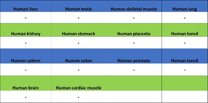 TMEM16A Recombinant Rabbit mAb (SDT-2179-12)