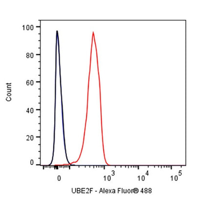 UBE2F Recombinant Rabbit mAb (S-2672-26)