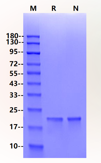DHH Protein, Mouse
