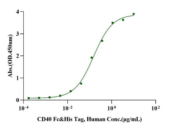 CD40/TNFRSF5 Fc&His Tag Protein, Human