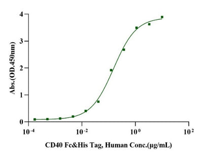 CD40/TNFRSF5 Fc&His Tag Protein, Human
