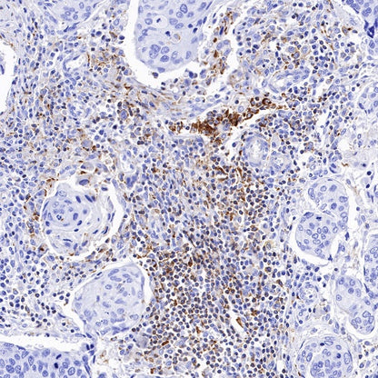 CSF-1R Recombinant Rabbit mAb (S-R219)