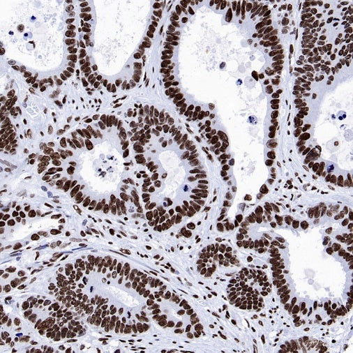Histone H4 (Lactyl K8) Recombinant Rabbit mAb (S-3243-36)