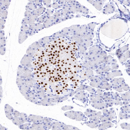 MAFA Recombinant Rabbit mAb (SDT-2040-6)