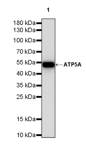 ATP5A Rabbit Polyclonal Antibody