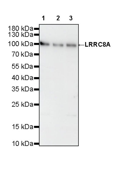 LRRC8A Recombinant Rabbit mAb (S-4149-44)