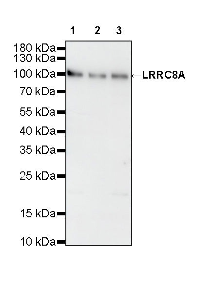 LRRC8A Recombinant Rabbit mAb (S-4149-44)