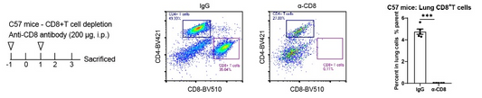 Invivo anti-Mouse CD8α Recombinant mAb
