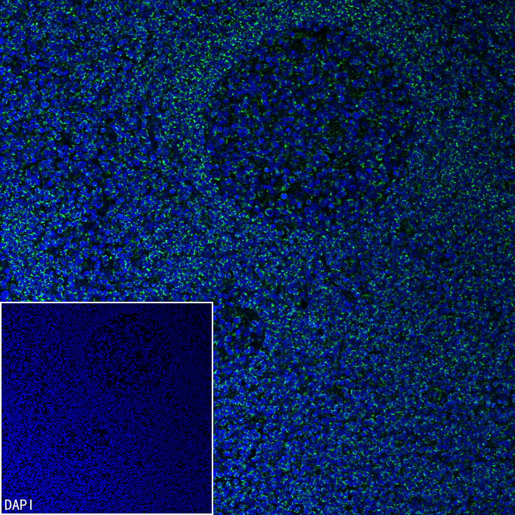 TFAM Recombinant Rabbit mAb