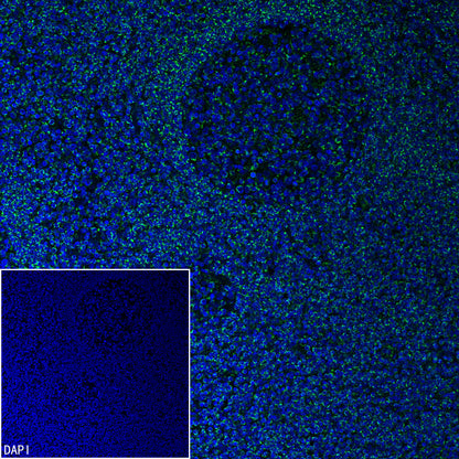 TFAM Recombinant Rabbit mAb