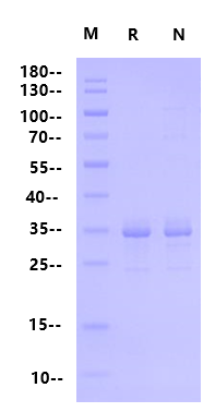 MSP1D1E3 His Tag Protein, Human (Nanodisc)