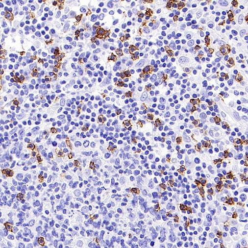 S-RMab® CD8α Mouse mAb (SDT-1036-34)