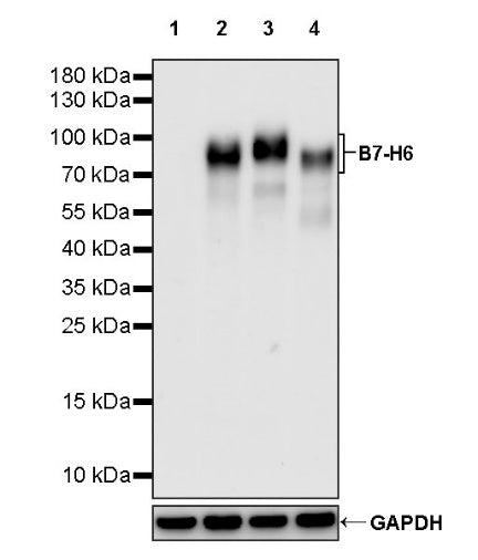 B7-H6 Recombinant Rabbit mAb (S-1044-43)