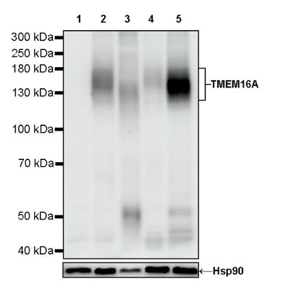 TMEM16A Recombinant Rabbit mAb (SDT-2179-68)