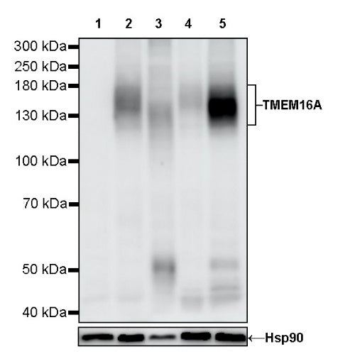 TMEM16A Recombinant Rabbit mAb (SDT-2179-68)