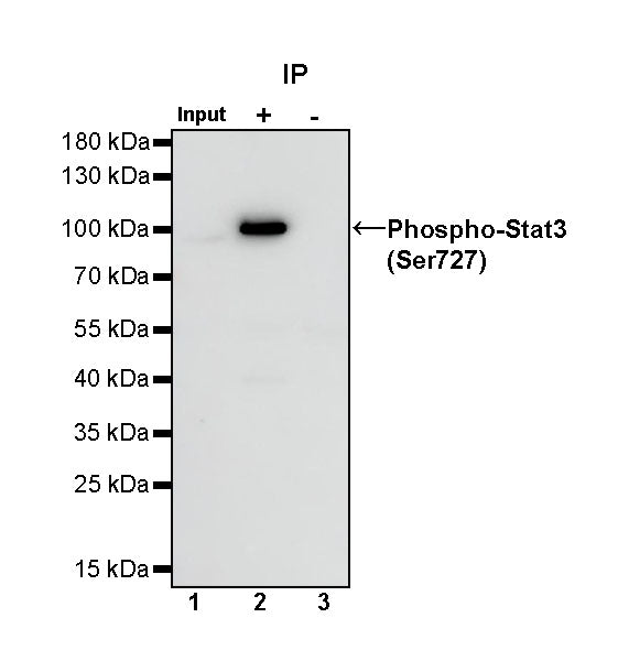 Phospho-Stat3 (Ser727) Recombinant Rabbit mAb (S-1439-42)