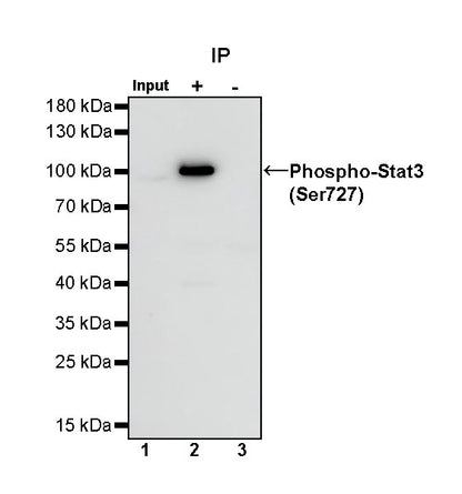 Phospho-Stat3 (Ser727) Recombinant Rabbit mAb (S-1439-42)