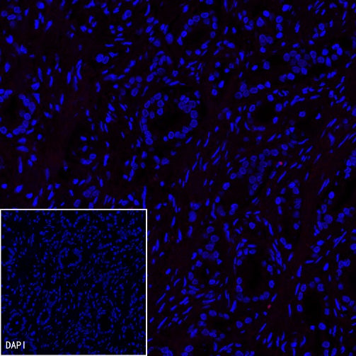 Alexa Fluor® 555 Rabbit IgG Isotype Control Antibody (S-R058)