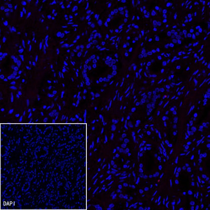 Alexa Fluor® 555 Rabbit IgG Isotype Control Antibody (S-R058)