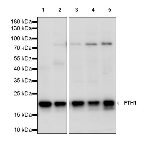 FTH1 Recombinant Rabbit mAb (S-1372-136)