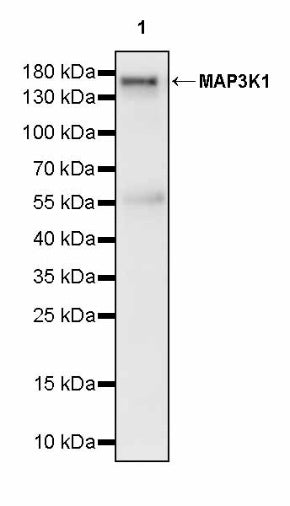 MAP3K1 Recombinant Rabbit mAb (S-3097-61)